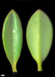 Veronica rigidula var. sulcata. Leaf surfaces, adaxial (left) and abaxial (right). Scale = 1 mm.
 Image: W.M. Malcolm © Te Papa CC-BY-NC 3.0 NZ